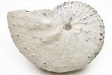 Cretaceous Ammonite (Discoscaphites) Fossil - South Dakota #209704-1